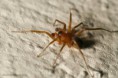 /album/zodariidae/zodarion-rubidum-1-m-jpg/